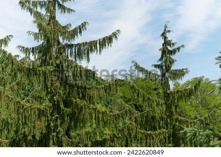 weeping evergreens on a blue sky with slight clouds in spring Royalty-Free Stock Photo #2422620849
