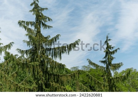 weeping evergreens on a blue sky with slight clouds in spring Royalty-Free Stock Photo #2422620881