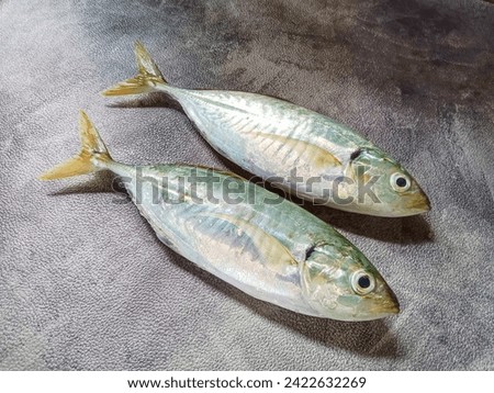 Yellowtail scad fish. Yellowtail scad on white background. Fresh raw yellow tail fish.