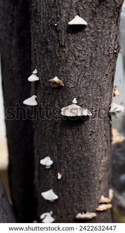 White mushrooms growing on tree trunk