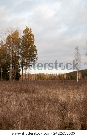Twilight Hues Over a Grassland Clearing