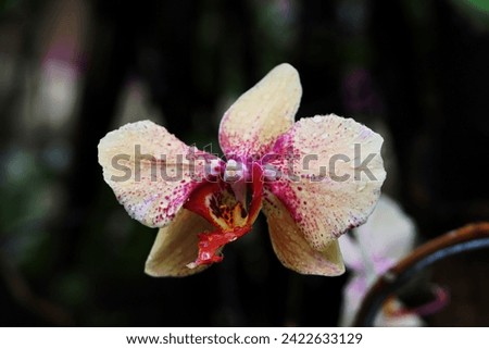 A closeup yellow orchid flower with purple center isolated on dark background, image for mobile phone screen, display, wallpaper, screensaver, lock screen and home screen or background