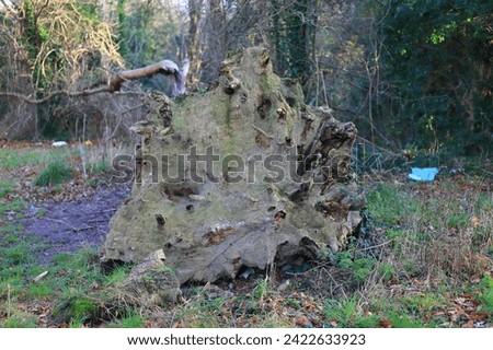 The underside of a felled tree after a storm, in a woodland clearing.