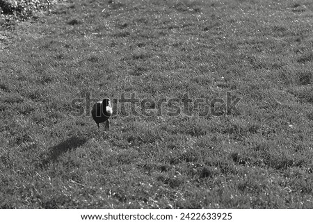 Black and white, a coot and its shadow on grassland.