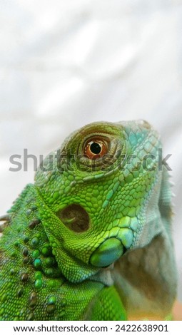 Photo of a green iguana baby's head taken using macro photography techniques