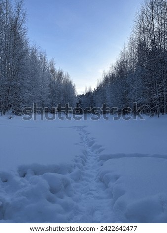 A snow-covered forest. The frozen river. Winter landscape. Birch trees in frost. Trees in the snow. Beautiful nature, background. A trail in snowdrifts. February. Photo