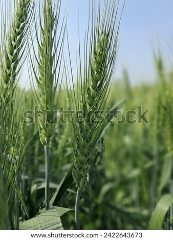 Wheat is an annual grass grown for its edible grains, with slender stems, long narrow leaves, and an inflorescence called a spike that contains the grains.