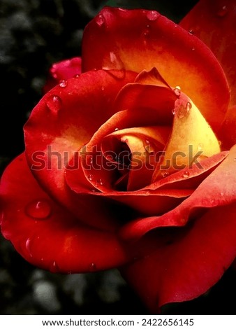 Close up red rose  with water drops high quality and clar rose pictures
