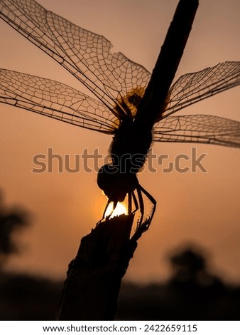 dragonfly sunset beautiful nature shutter speed 