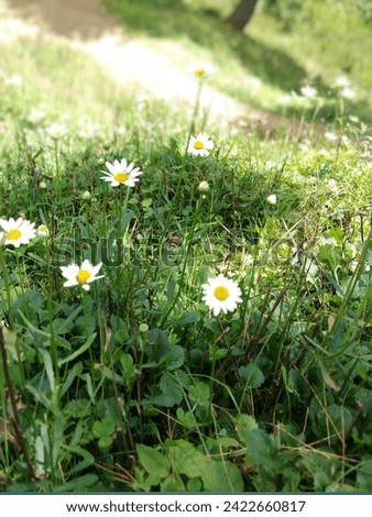This plant likes sun with afternoon shade, prefers cool temperatures, as well as cool, moist, fertile soil. English Daisy often escapes from the flower garden into lawns, where it is considered a weed