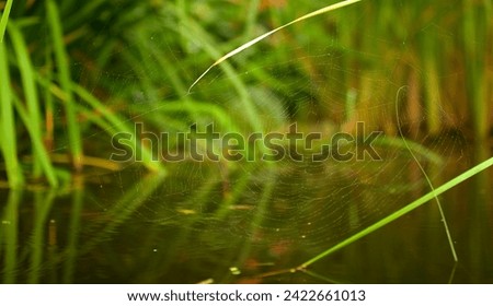 An empty spider web on a misty morning above the water surface in a pond in La Orotava, Tenerife, Spain