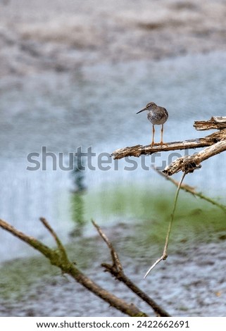 The Redshank, Tringa totanus, observed in Clontarf, Dublin, Ireland, is a shorebird recognized for its distinctive red legs and probing bill, commonly found along coastal wetlands. Royalty-Free Stock Photo #2422662691