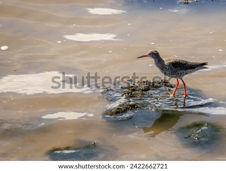 The Redshank, Tringa totanus, observed in Clontarf, Dublin, Ireland, is a shorebird recognized for its distinctive red legs and probing bill, commonly found along coastal wetlands. Royalty-Free Stock Photo #2422662721