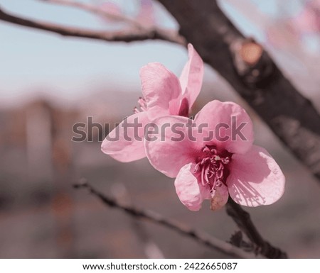 Pink flowers of peach tree, blooms at spring. 