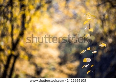 Autumn trees with golden leaves in the forest