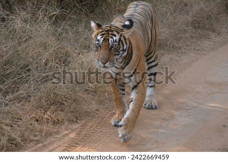 India, Ranthambore National Park - Tiger Noor behind the car and very very close