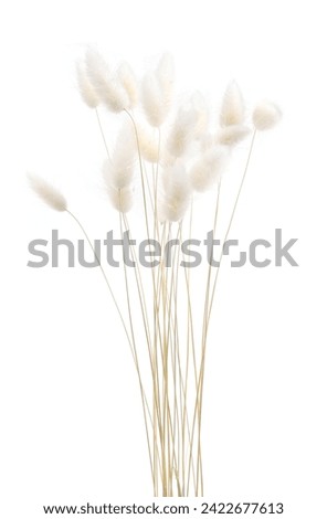 White fluffy bunny tails grass isolated on white background. Dried Lagurus flowers grasses. Royalty-Free Stock Photo #2422677613