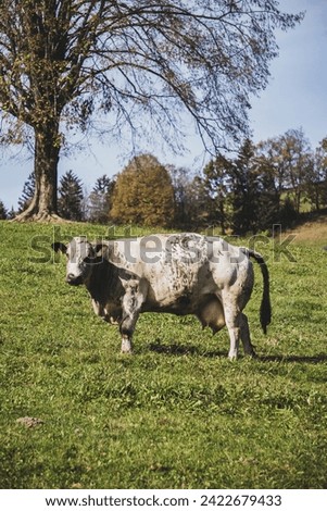Detail picture of a white and brown cow in its nature in Austria