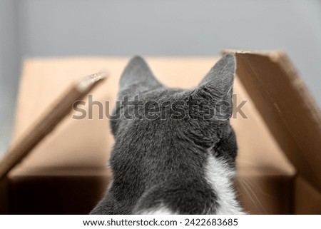 Cute cat sitting, hiding, playing in cardboard box, domestic cat in the cardboard box. paper box. cat curiously looks out Royalty-Free Stock Photo #2422683685
