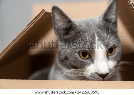 Cute cat sitting, hiding, playing in cardboard box, domestic cat in the cardboard box. paper box. cat curiously looks out Royalty-Free Stock Photo #2422683693