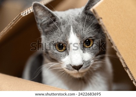 Cute cat sitting, hiding, playing in cardboard box, domestic cat in the cardboard box. paper box. cat curiously looks out Royalty-Free Stock Photo #2422683695