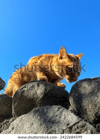 Ginger Cat in town stones wall Montenegro Kotor city white mustache pink nose