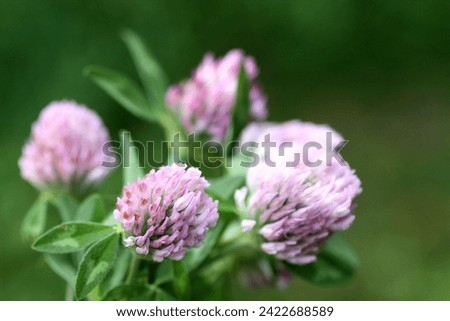 Pink clover in the field in summer. Macro photo. Honey plant in natural conditions.
 Royalty-Free Stock Photo #2422688589