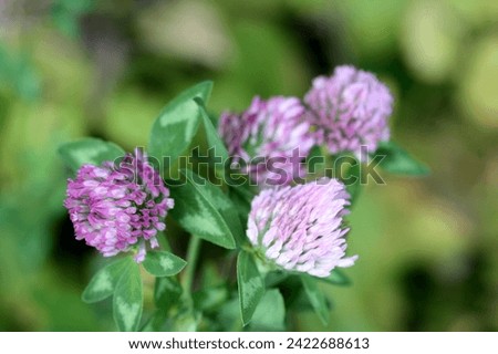 Pink clover in the field in summer. Macro photo. Honey plant in natural conditions.
 Royalty-Free Stock Photo #2422688613