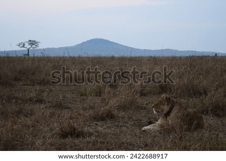Lions in Tanzania in Africa