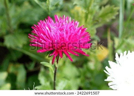Pink asters. Needle flowers. Lilac inflorescences. Macro photo. Large flowers in a flowerbed in the garden in summer.
