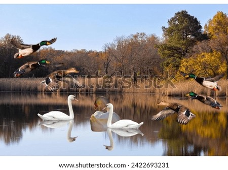 Wild geese and wild ducks enjoy their private lake