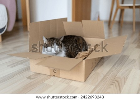 European cat in a delivery paper box. The concept of buying a new home or relocation. Pet sitting in a cardboard box. Looking cat in removal box Royalty-Free Stock Photo #2422693243