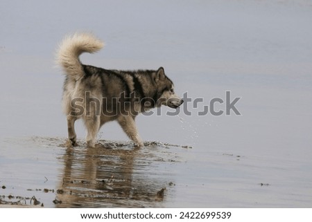 A Malamute dog runs in the waters of the river