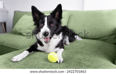 A happy black and white border collie brought a tennis ball to the green sofa and is waiting for someone to play with her. Dog at home