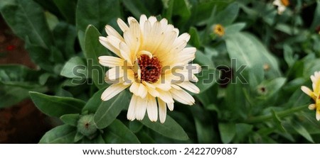 pot marigold flower well blooming natural wallpaper type image