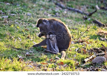 Cute baby cynomolgus monkey with mother looks fearful in the new world Royalty-Free Stock Photo #2422710713