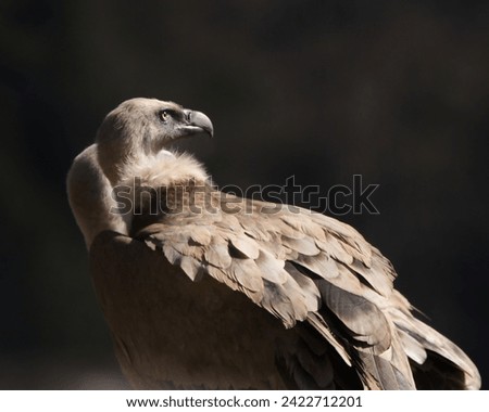 Different and incredible epic shots of vultures (Gyps fulvus) flying and interacting with each other. Royalty-Free Stock Photo #2422712201