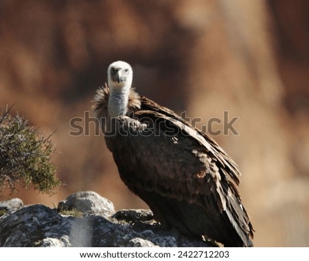 Different and incredible epic shots of vultures (Gyps fulvus) flying and interacting with each other. Royalty-Free Stock Photo #2422712203