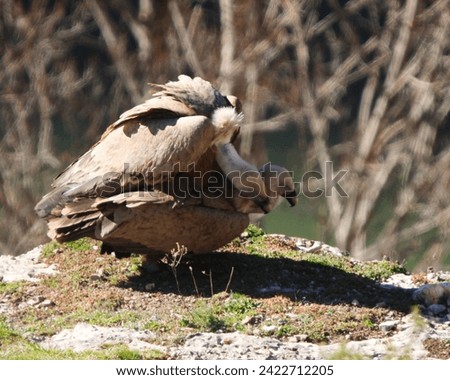 Different and incredible epic shots of vultures (Gyps fulvus) flying and interacting with each other. Royalty-Free Stock Photo #2422712205