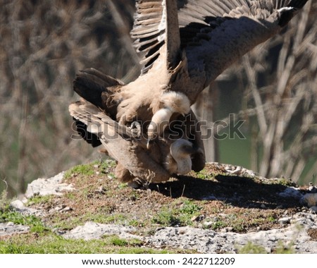 Different and incredible epic shots of vultures (Gyps fulvus) flying and interacting with each other. Royalty-Free Stock Photo #2422712209