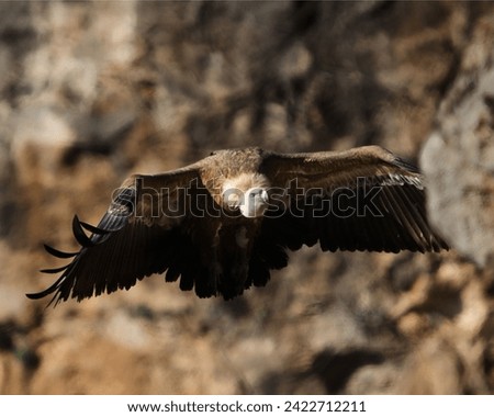 Different and incredible epic shots of vultures (Gyps fulvus) flying and interacting with each other. Royalty-Free Stock Photo #2422712211