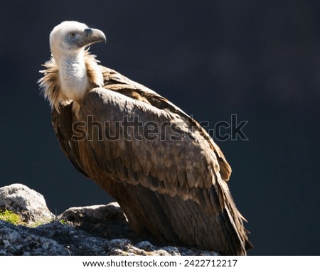 Different and incredible epic shots of vultures (Gyps fulvus) flying and interacting with each other. Royalty-Free Stock Photo #2422712217