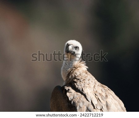Different and incredible epic shots of vultures (Gyps fulvus) flying and interacting with each other. Royalty-Free Stock Photo #2422712219