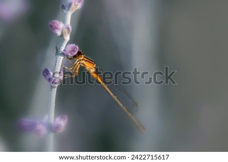 Close up view of Damselfly on a a lavender plant