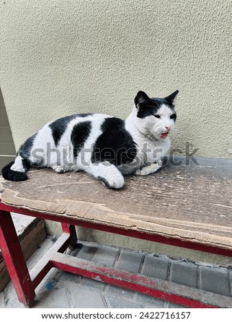 Black and white cute cat