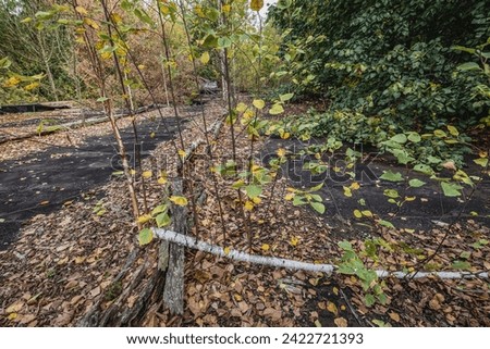 Birch trees on the roof of country club in Illinci abandoned village in Chernobyl Exclusion Zone, Ukraine Royalty-Free Stock Photo #2422721393