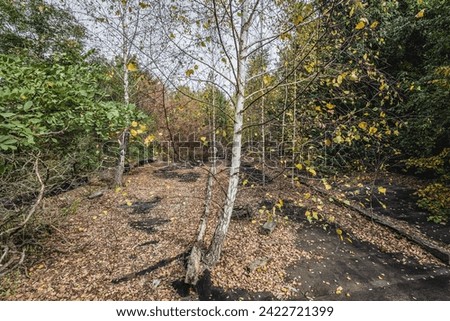 Birch trees on the roof of country club in Illinci abandoned village in Chernobyl Exclusion Zone, Ukraine Royalty-Free Stock Photo #2422721399