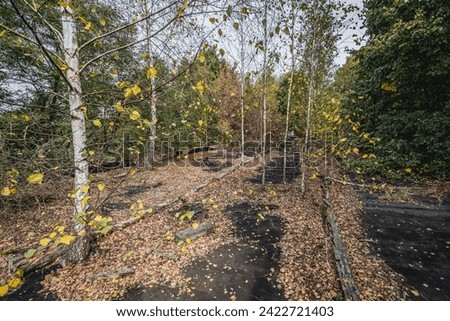 Birch trees on the roof of country club in Illinci abandoned village in Chernobyl Exclusion Zone, Ukraine Royalty-Free Stock Photo #2422721403