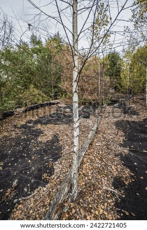 Birch trees on the roof of country club in Illinci abandoned village in Chernobyl Exclusion Zone, Ukraine Royalty-Free Stock Photo #2422721405