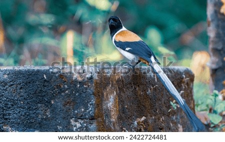 beautiful photograph of white bellied rufous treepie crow family endemic perched dead tree feeding background blur portrait wallpaper dense forest jungle woods india tamilnadu kerala ecotourism 